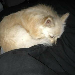 Meet your Posher, Alexis